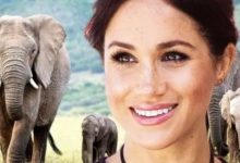 Вышел фильм Elephant, озвученный Меган Маркл eurdva8u8aawiql Вышел фильм Elephant, озвученный Меган Маркл