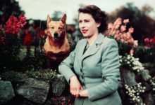 elizabethcorgi 04 Краткая история 87-летнего клана корги королевы Елизаветы
