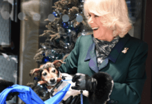 Собака герцогини Корнуолл открыла мемориальную доску в собачьем приюте screenshot 2020 12 09 at 14.43.23 Собака герцогини Корнуолл открыла мемориальную доску в собачьем приюте