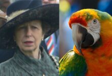 Принцессу Анну освистал сбежавший из зоомагазина попугай 50243ce6 d98a 4632 b9a6 2378dd12a65e Принцессу Анну освистал сбежавший из зоомагазина попугай