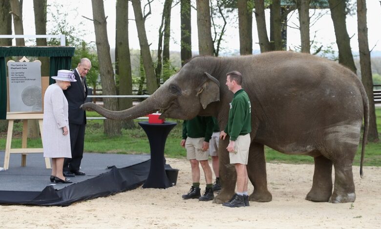 5824c4e909d461b7240811c7d2dada08 Любимый момент с принцем Филиппом: кормление слонов бананами в зоопарке Уипснейд