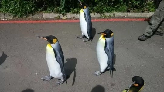 35 Парад пингвинов в Эдинбургском зоопарке