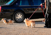 dllyoifswibgluayi6imh0dhbzoi8vawnkbi5szw50ys5yds9pbwfnzxmvmjayms8wns8xos8xmc8ymdixmduxotewmjuxntm5os9wawnfytu2yzbhzmm3mdizotu1odm5nwizngfimtfin2rhzwquanbniiwicmfuzg9tu3ryaw5nijoiuezhb2zvcdnkrsj9 Умер один из щенков, подаренных королеве в утешение