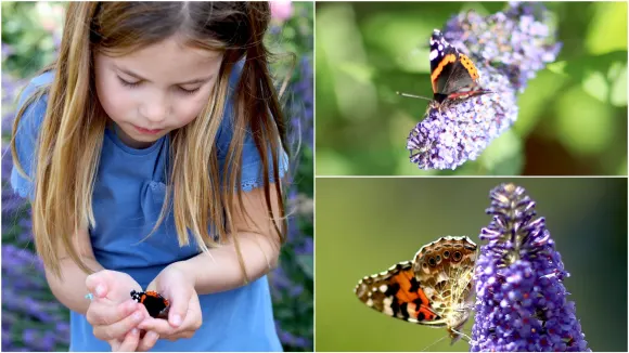 emyuzvexyaanc4q.jpg large Кембриджи делятся снимком принцессы Шарлотты, чтобы стимулировать подсчет бабочек