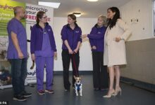 krosik Благотворительная организация Меган Маркл под угрозой закрытия