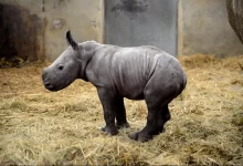 un bebe rhinoceros baptise queenie pour le jubile de la reine Детеныша носорога назвали в честь юбилея королевы