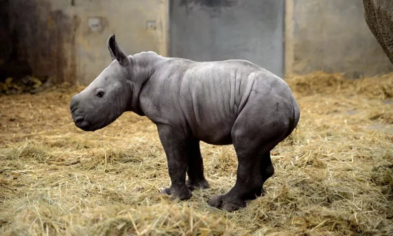 un bebe rhinoceros baptise queenie pour le jubile de la reine Детеныша носорога назвали в честь юбилея королевы