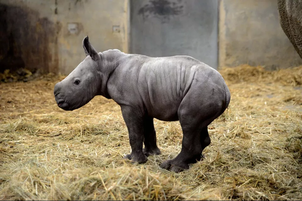 Как называют носорога. Носорог. Детеныш носорога. Белыми носорогами Гамара. Детеныш носорога идет.