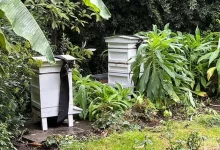 korolevskie pchely v traure По старинной традиции новость о смерти королевы была доставлена ​​королевским пчелам
